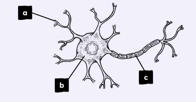 An image in a quiz