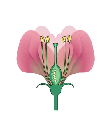 An image in a quiz
