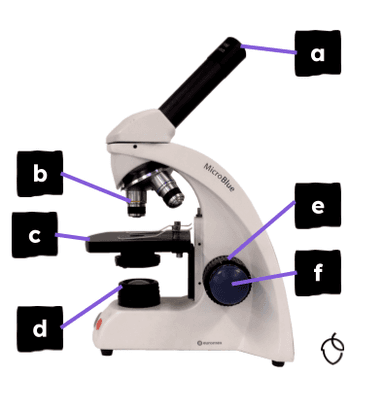 An image in a quiz