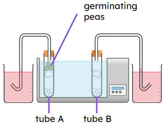 An image in a quiz