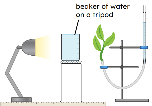 An image in a quiz