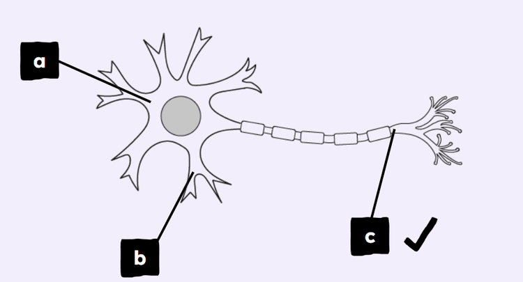 An image in a quiz