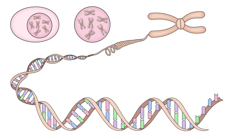 An image in a quiz