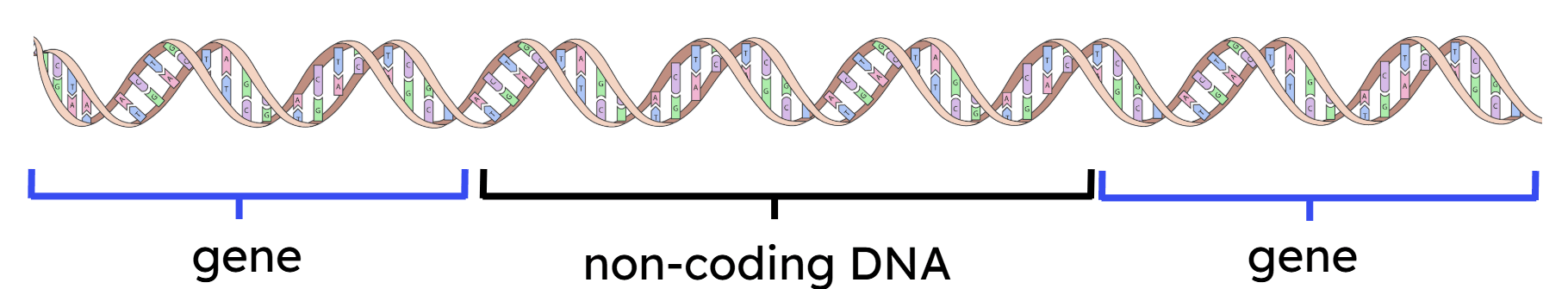 An image in a quiz
