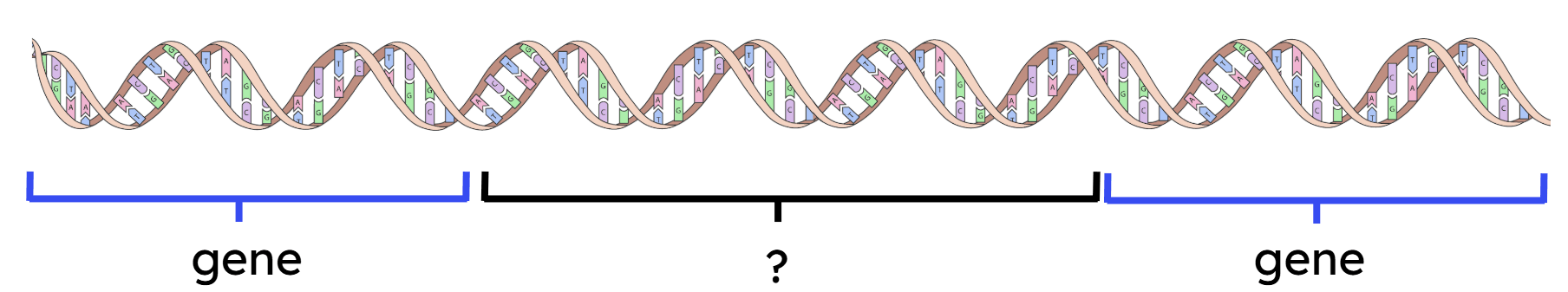 An image in a quiz
