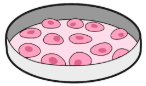 An image in a quiz