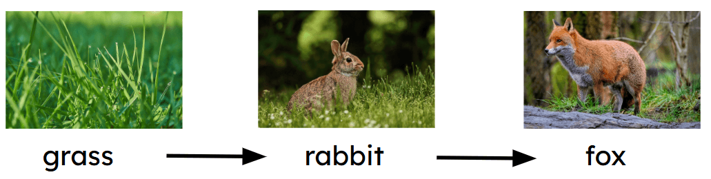 An image in a quiz